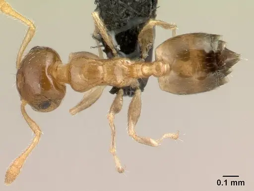Crematogaster rasoherinae specimen CASENT0179558 image casent0179558_1