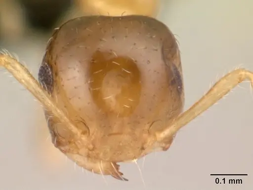 Crematogaster rasoherinae specimen CASENT0179558 image casent0179558_2