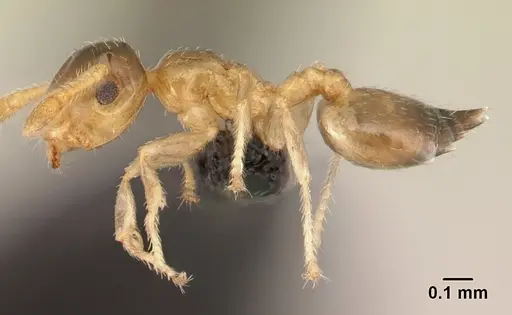 Crematogaster rasoherinae specimen CASENT0179558 image casent0179558_3