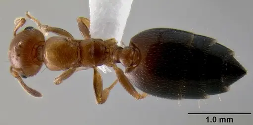 Crematogaster rasoherinae specimen CASENT0193402 image casent0193402_1