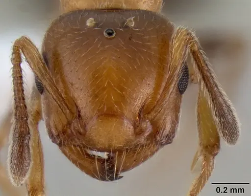 Crematogaster rasoherinae specimen CASENT0193402 image casent0193402_2