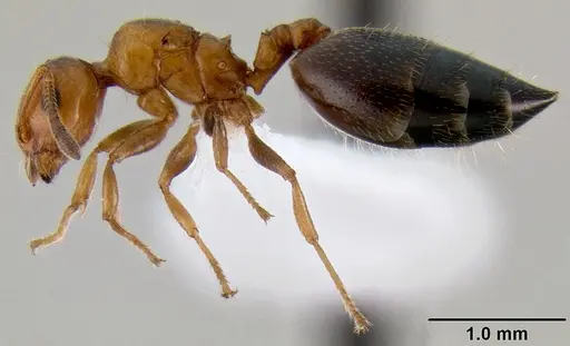 Crematogaster rasoherinae specimen CASENT0193402 image casent0193402_3