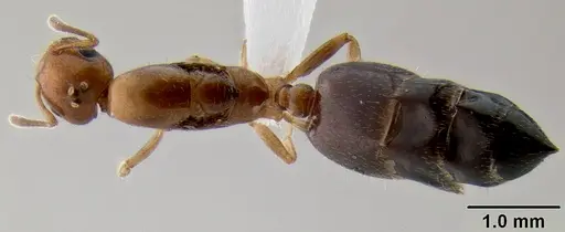 Crematogaster rasoherinae specimen CASENT0193403 image casent0193403_1
