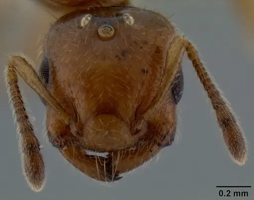 Crematogaster rasoherinae specimen CASENT0193403 image casent0193403_2