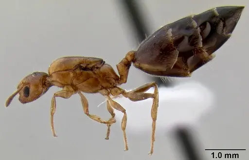 Crematogaster rasoherinae specimen CASENT0193403 image casent0193403_3