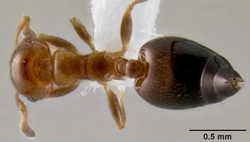 Crematogaster rasoherinae specimen CASENT0193412 image casent0193412_1