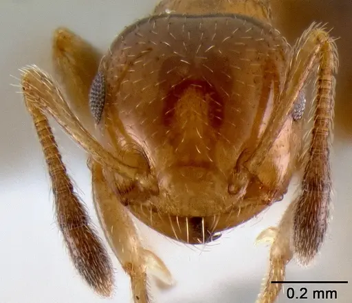 Crematogaster rasoherinae specimen CASENT0193412 image casent0193412_2