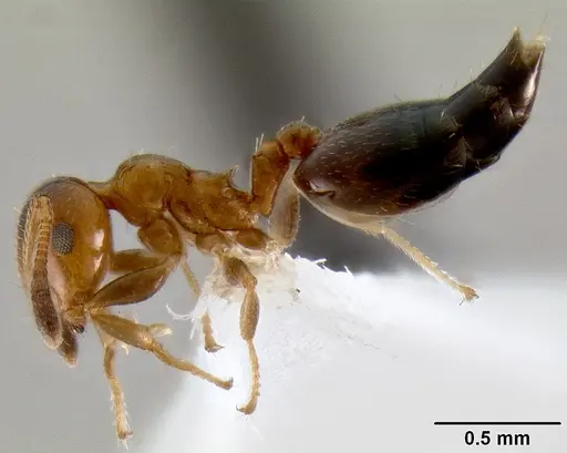 Crematogaster rasoherinae specimen CASENT0193412 image casent0193412_3