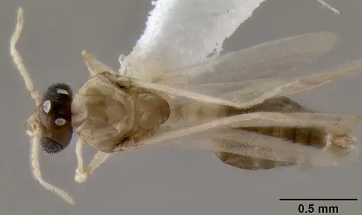 Crematogaster rasoherinae specimen CASENT0193414 image casent0193414_1