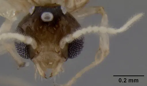 Crematogaster rasoherinae specimen CASENT0193414 image casent0193414_2