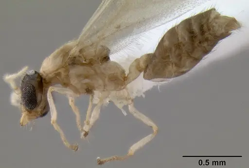 Crematogaster rasoherinae specimen CASENT0193414 image casent0193414_3