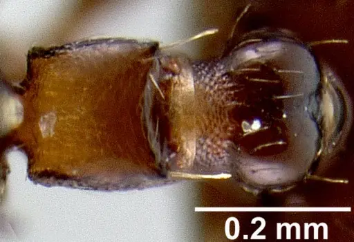 Crematogaster rasoherinae specimen CASENT0427039 image casent0427039_1