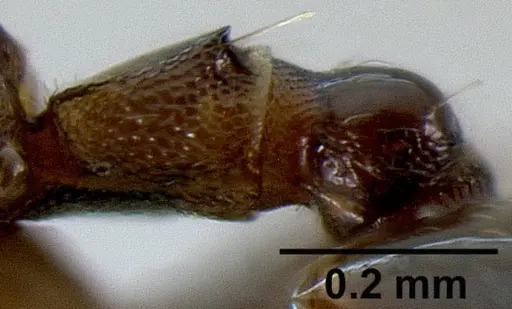 Crematogaster rasoherinae specimen CASENT0427039 image casent0427039_2
