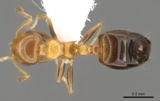 Crematogaster rasoherinae specimen CASENT0914543 image casent0914543_1