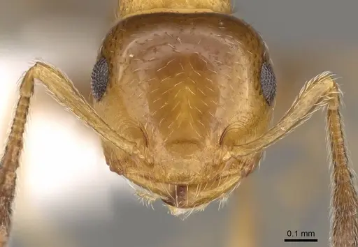 Crematogaster rasoherinae specimen CASENT0914543 image casent0914543_2