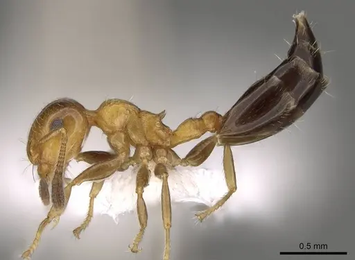 Crematogaster rasoherinae specimen CASENT0914543 image casent0914543_3