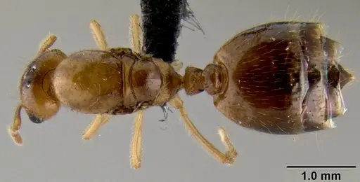 Crematogaster razana specimen CASENT0148782 image casent0148782_1