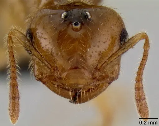 Crematogaster razana specimen CASENT0148782 image casent0148782_2