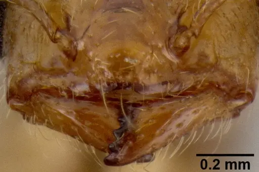Crematogaster razana specimen CASENT0148782 image casent0148782_3