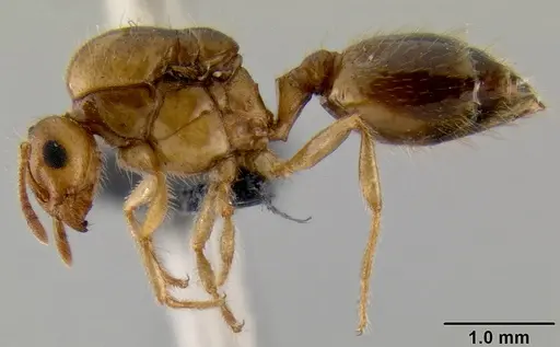 Crematogaster razana specimen CASENT0148782 image casent0148782_4