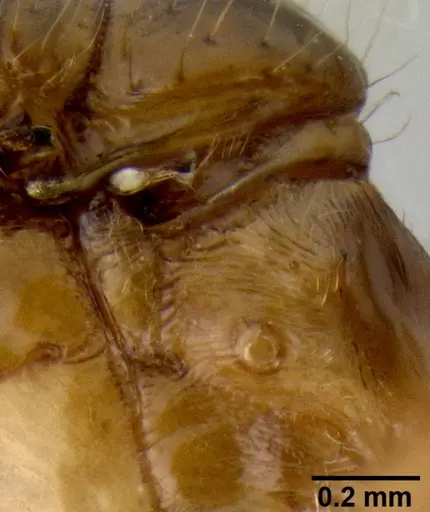 Crematogaster razana specimen CASENT0148782 image casent0148782_5