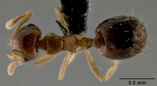 Crematogaster razana specimen CASENT0149655 image casent0149655_1