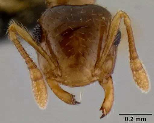 Crematogaster razana specimen CASENT0149655 image casent0149655_2