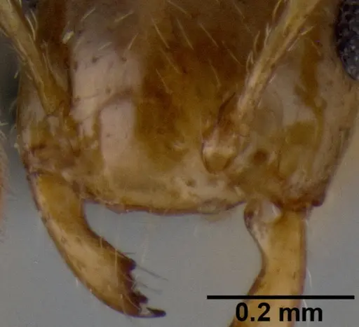 Crematogaster razana specimen CASENT0149655 image casent0149655_3
