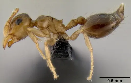 Crematogaster razana specimen CASENT0149655 image casent0149655_4