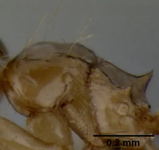 Crematogaster razana specimen CASENT0149655 image casent0149655_5