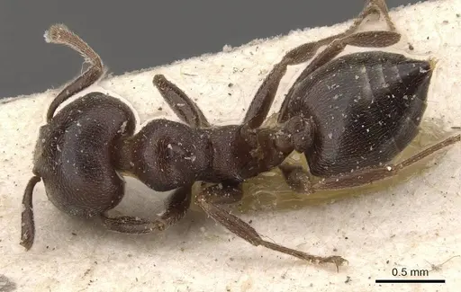 Crematogaster razana specimen CASENT0908528 image casent0908528_1