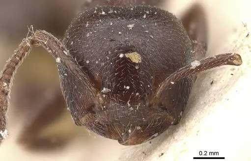 Crematogaster razana specimen CASENT0908528 image casent0908528_2