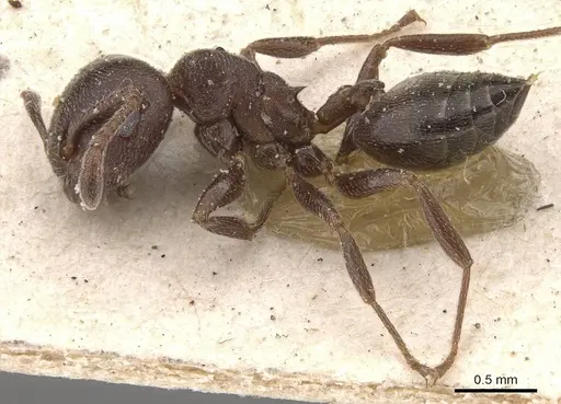 Crematogaster razana specimen CASENT0908528 image casent0908528_3