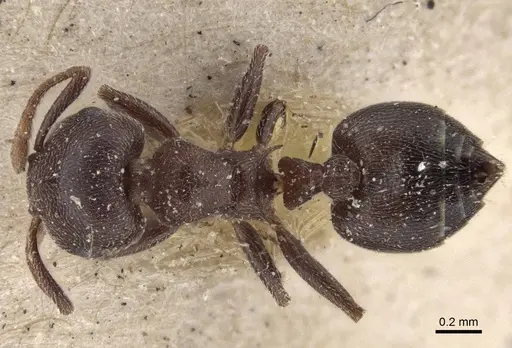 Crematogaster razana specimen CASENT0916607 image casent0916607_1