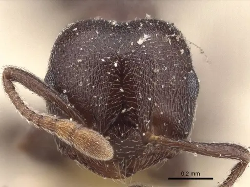 Crematogaster razana specimen CASENT0916607 image casent0916607_2