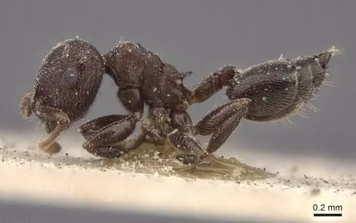 Crematogaster razana specimen CASENT0916607 image casent0916607_3