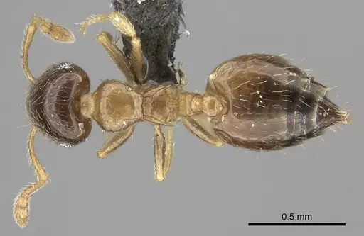Crematogaster rectinota specimen CASENT0235874 image casent0235874_1