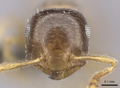 Crematogaster rectinota specimen CASENT0235874 image casent0235874_2