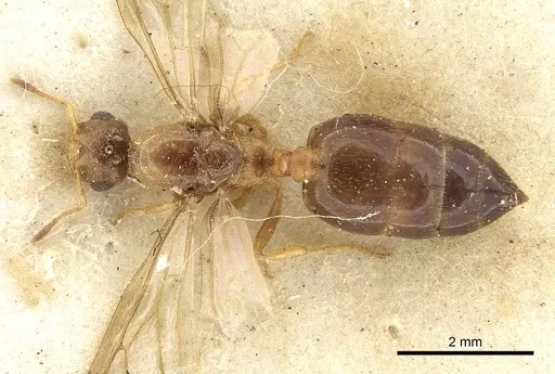 Crematogaster rectinota specimen CASENT0902064 image casent0902064_1