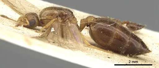 Crematogaster rectinota specimen CASENT0902064 image casent0902064_3