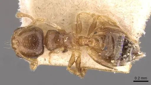 Crematogaster rectinota specimen CASENT0908363 image casent0908363_1
