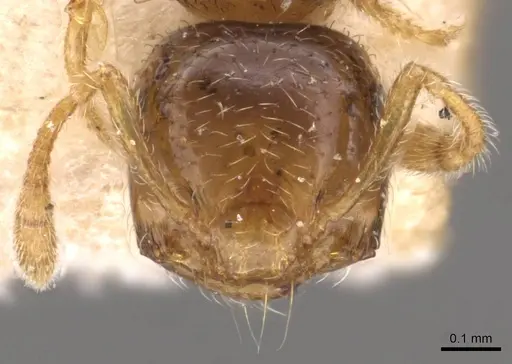 Crematogaster rectinota specimen CASENT0908363 image casent0908363_2
