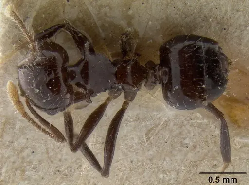 Crematogaster recurva specimen CASENT0171220 image casent0171220_1