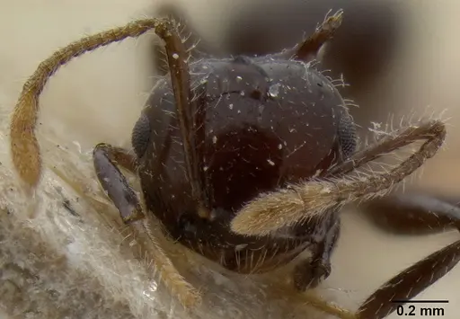 Crematogaster recurva specimen CASENT0171220 image casent0171220_2