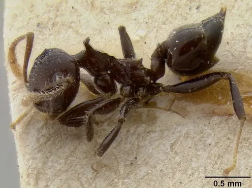 Crematogaster recurva specimen CASENT0171220 image casent0171220_3
