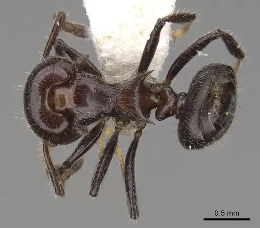 Crematogaster recurva specimen CASENT0922675 image casent0922675_1
