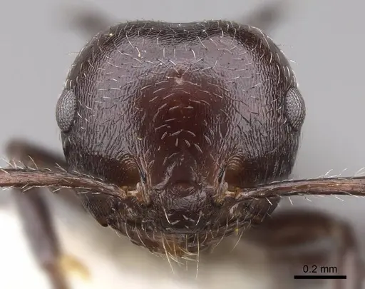 Crematogaster recurva specimen CASENT0922675 image casent0922675_2