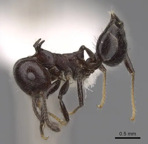 Crematogaster recurva specimen CASENT0922675 image casent0922675_3