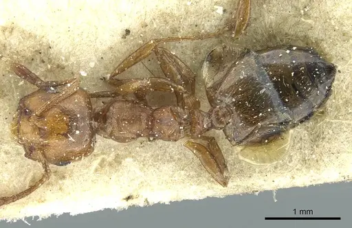 Crematogaster resulcata specimen CASENT0912630 image casent0912630_1