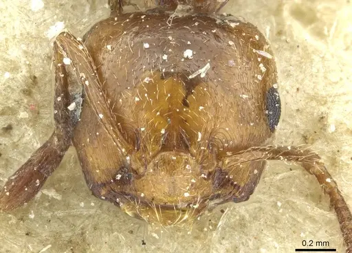 Crematogaster resulcata specimen CASENT0912630 image casent0912630_2